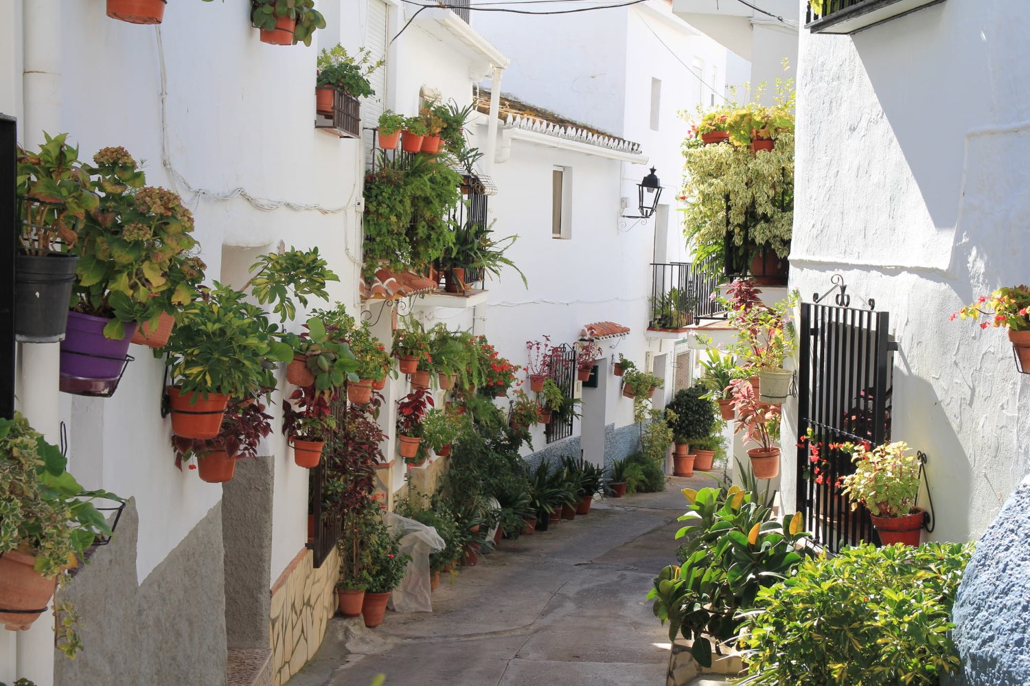 OPORTUNIDAD CANILLAS DE ACEITUNO