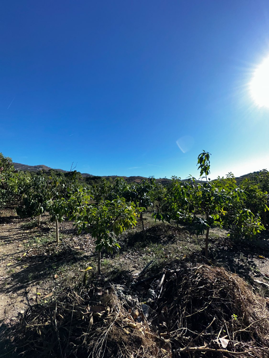 OPORTUNIDAD UNICA , FINCA CON NAVE Y CASA CON PISCINA EN VELEZ MALAGA