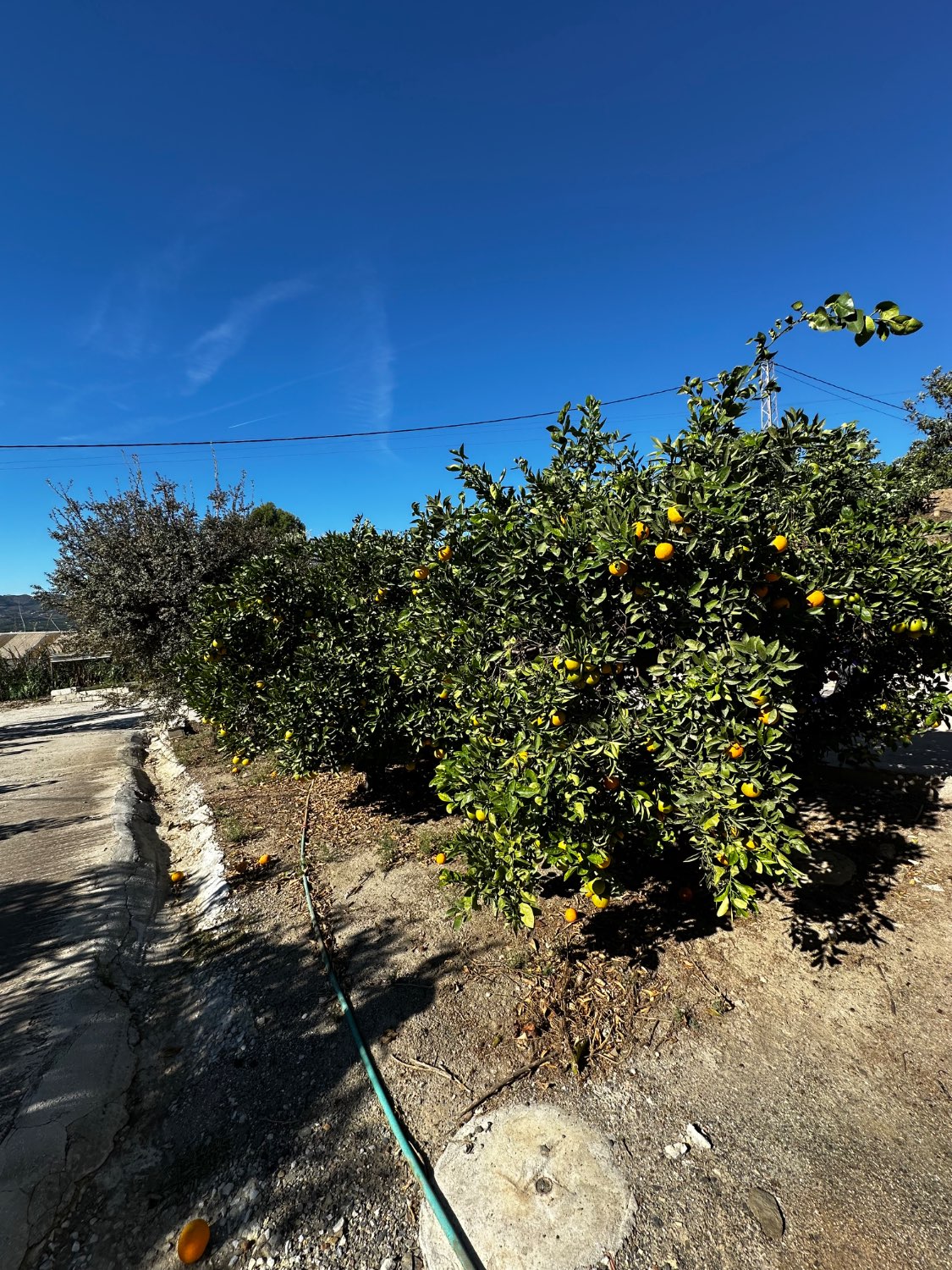 OPORTUNIDAD UNICA , FINCA CON NAVE Y CASA CON PISCINA EN VELEZ MALAGA