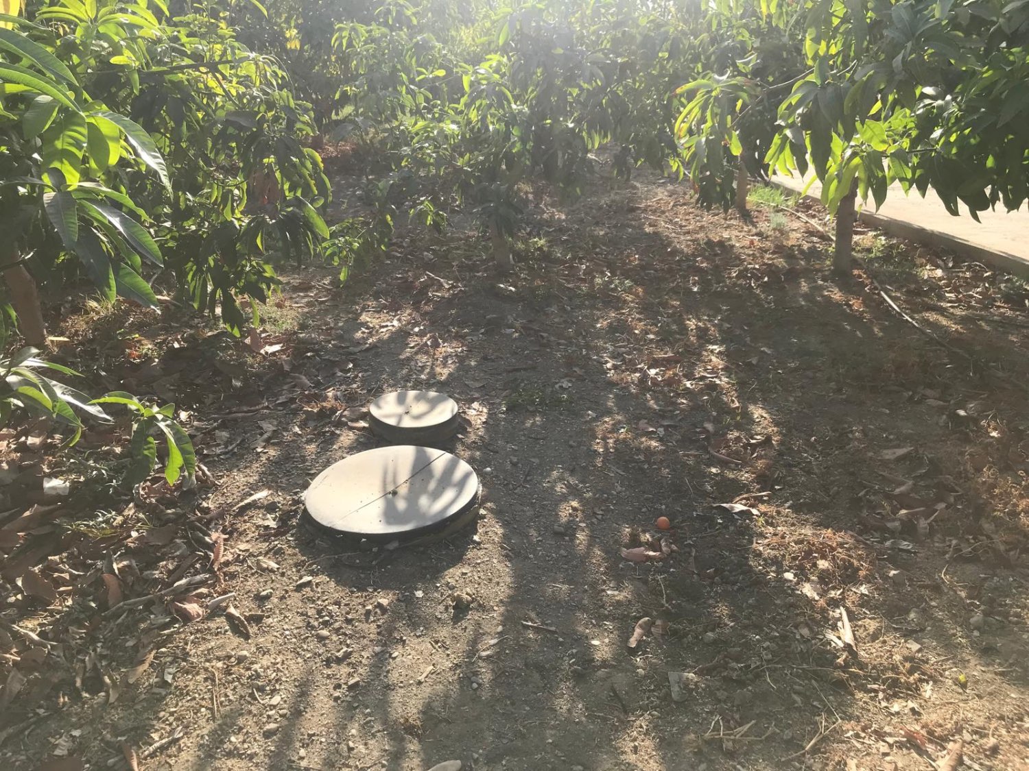 OPORTUNIDAD UNICA , FINCA CON NAVE Y CASA CON PISCINA EN VELEZ MALAGA