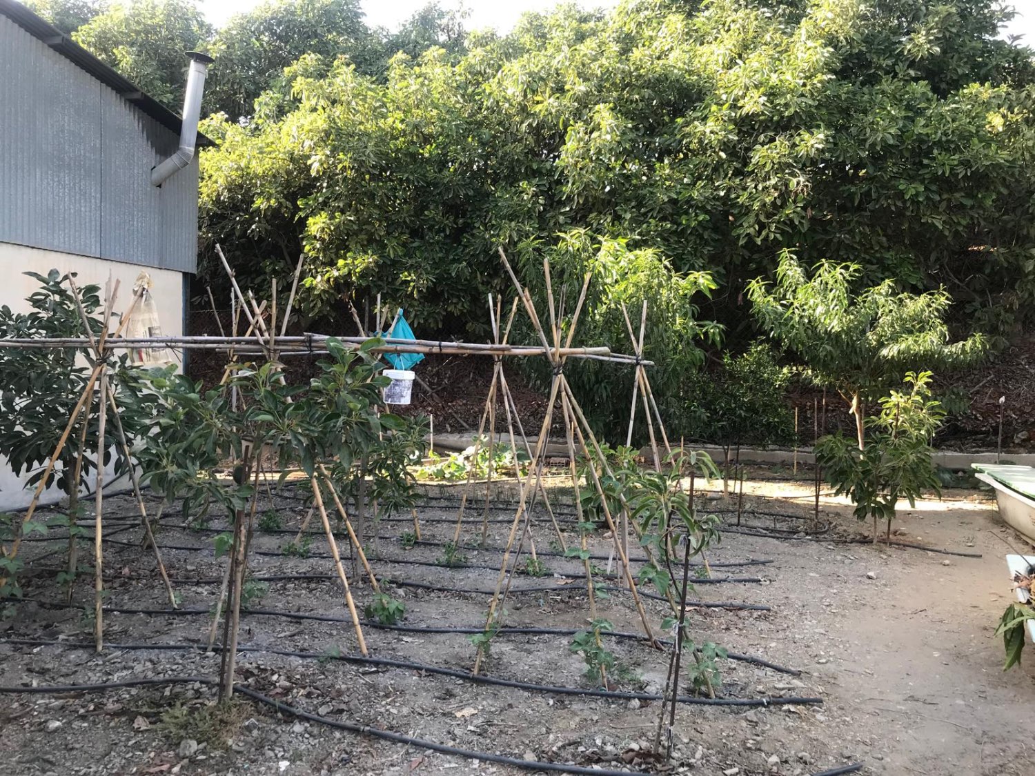 OPORTUNIDAD UNICA , FINCA CON NAVE Y CASA CON PISCINA EN VELEZ MALAGA