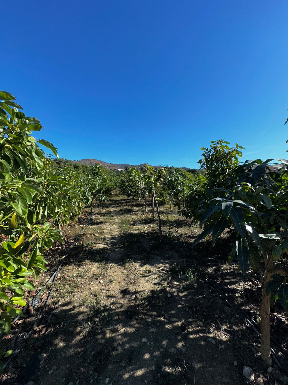 OPORTUNIDAD UNICA , FINCA CON NAVE Y CASA CON PISCINA EN VELEZ MALAGA