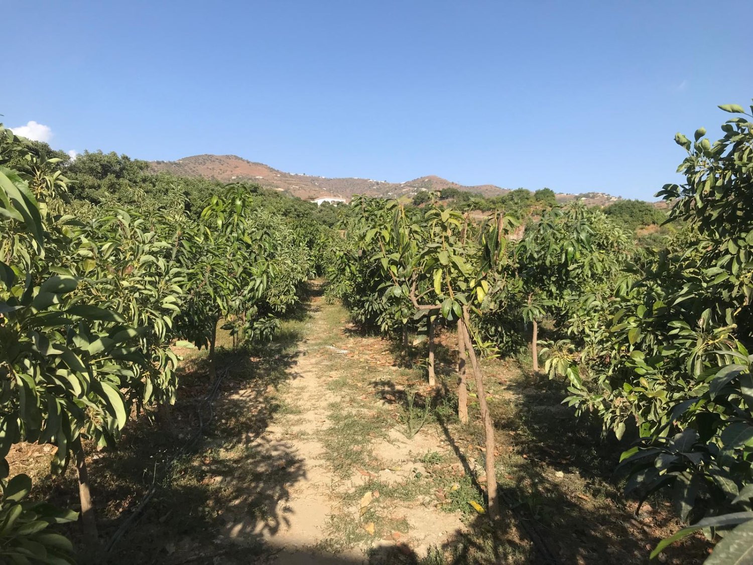 OPORTUNIDAD UNICA , FINCA CON NAVE Y CASA CON PISCINA EN VELEZ MALAGA