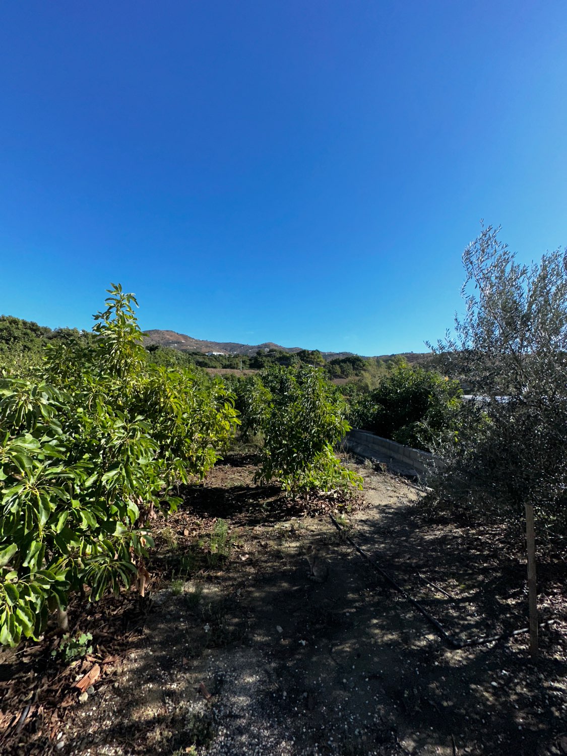 OPORTUNIDAD UNICA , FINCA CON NAVE Y CASA CON PISCINA EN VELEZ MALAGA