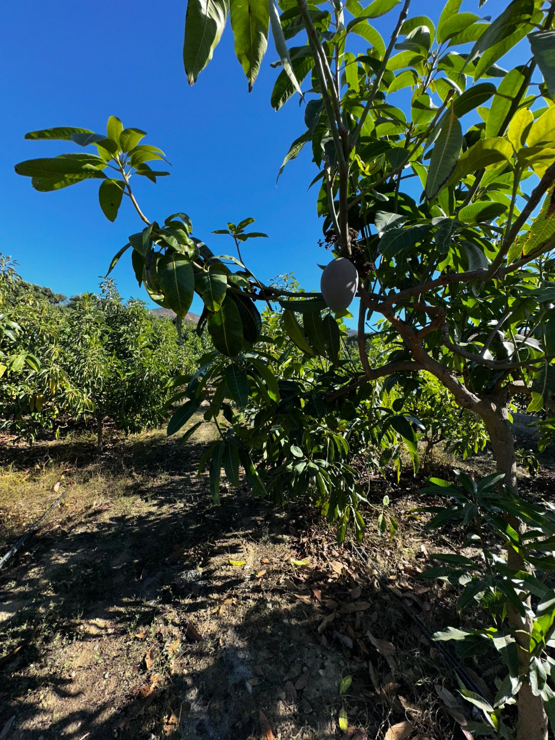 OPORTUNIDAD UNICA , FINCA CON NAVE Y CASA CON PISCINA EN VELEZ MALAGA