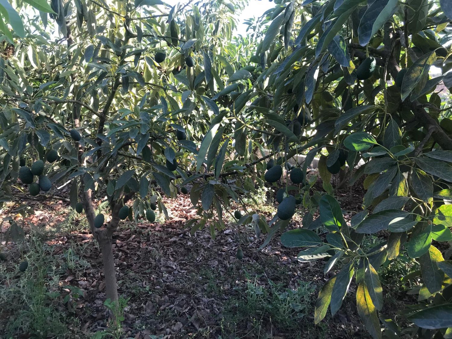 OPORTUNIDAD UNICA , FINCA CON NAVE Y CASA CON PISCINA EN VELEZ MALAGA