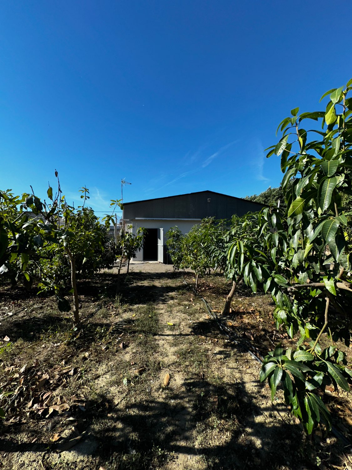 OPORTUNIDAD UNICA , FINCA CON NAVE Y CASA CON PISCINA EN VELEZ MALAGA