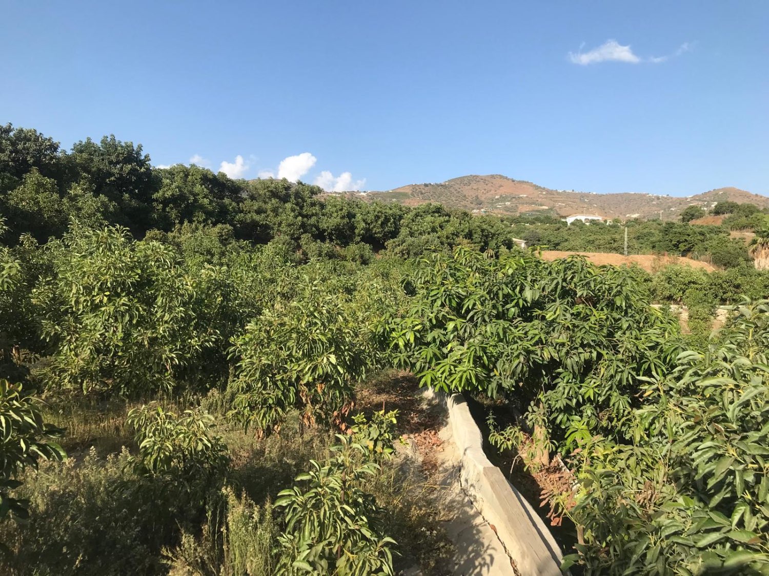 OPORTUNIDAD UNICA , FINCA CON NAVE Y CASA CON PISCINA EN VELEZ MALAGA