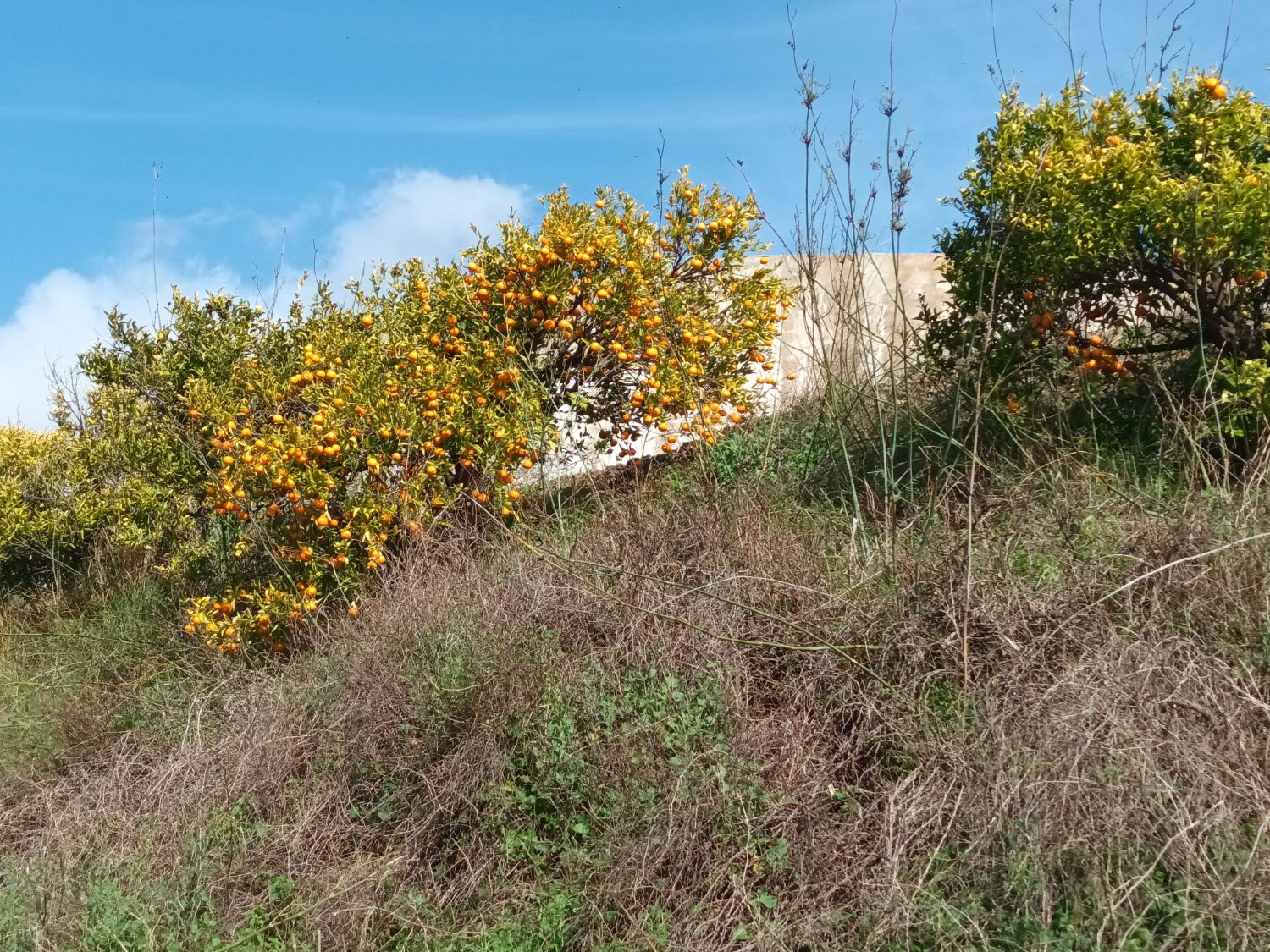 FINCA RÚSTICA EN PRODUCCIÓN CON CASA – OPORTUNIDAD ÚNICA EN CÚTAR (MÁLAGA)