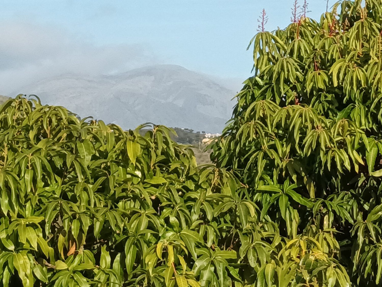 FINCA RÚSTICA EN PRODUCCIÓN CON CASA – OPORTUNIDAD ÚNICA EN CÚTAR (MÁLAGA)