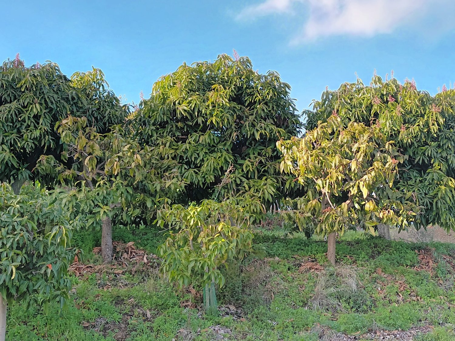 FINCA RÚSTICA EN PRODUCCIÓN CON CASA – OPORTUNIDAD ÚNICA EN CÚTAR (MÁLAGA)