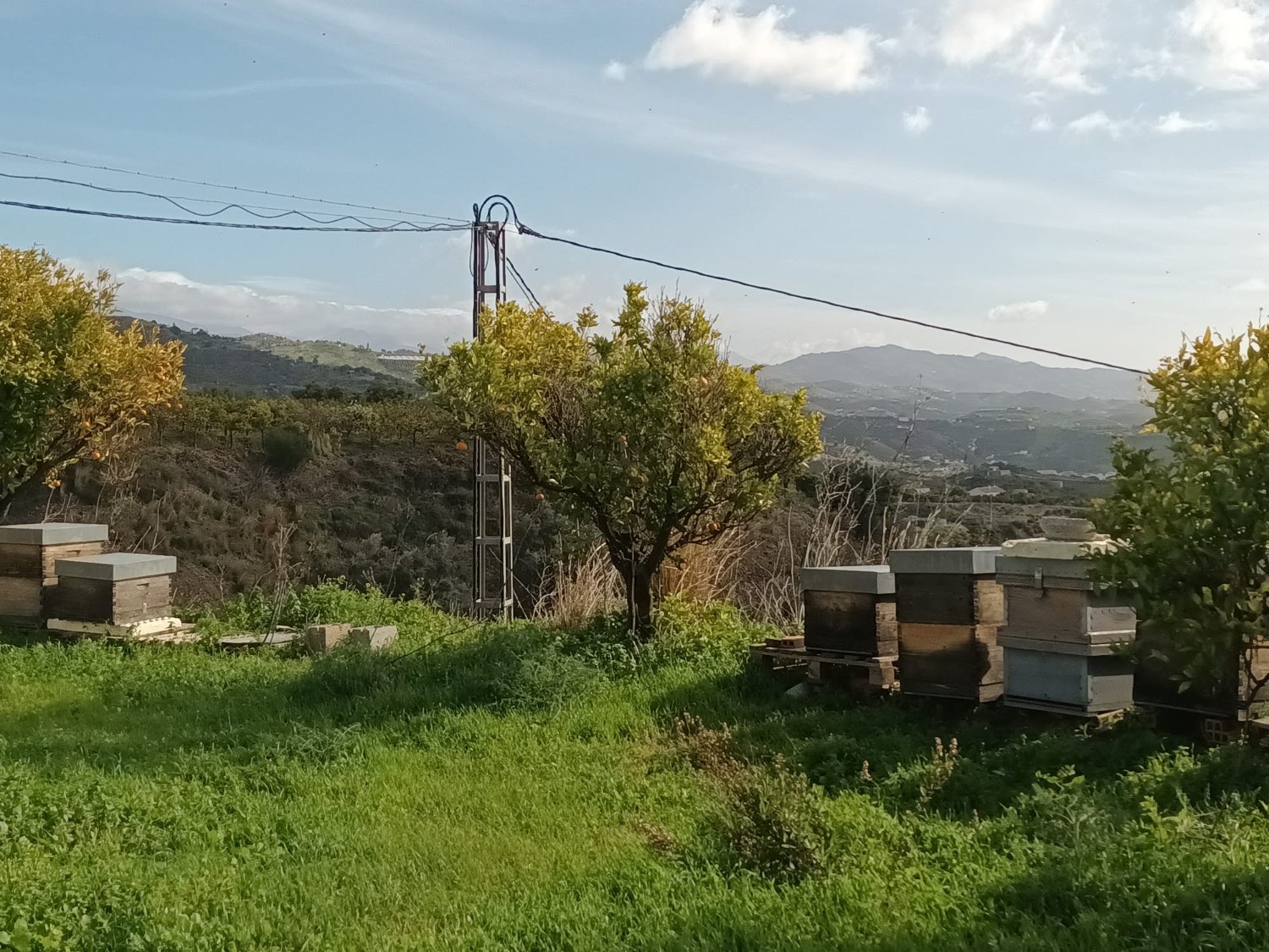 FINCA RÚSTICA EN PRODUCCIÓN CON CASA – OPORTUNIDAD ÚNICA EN CÚTAR (MÁLAGA)