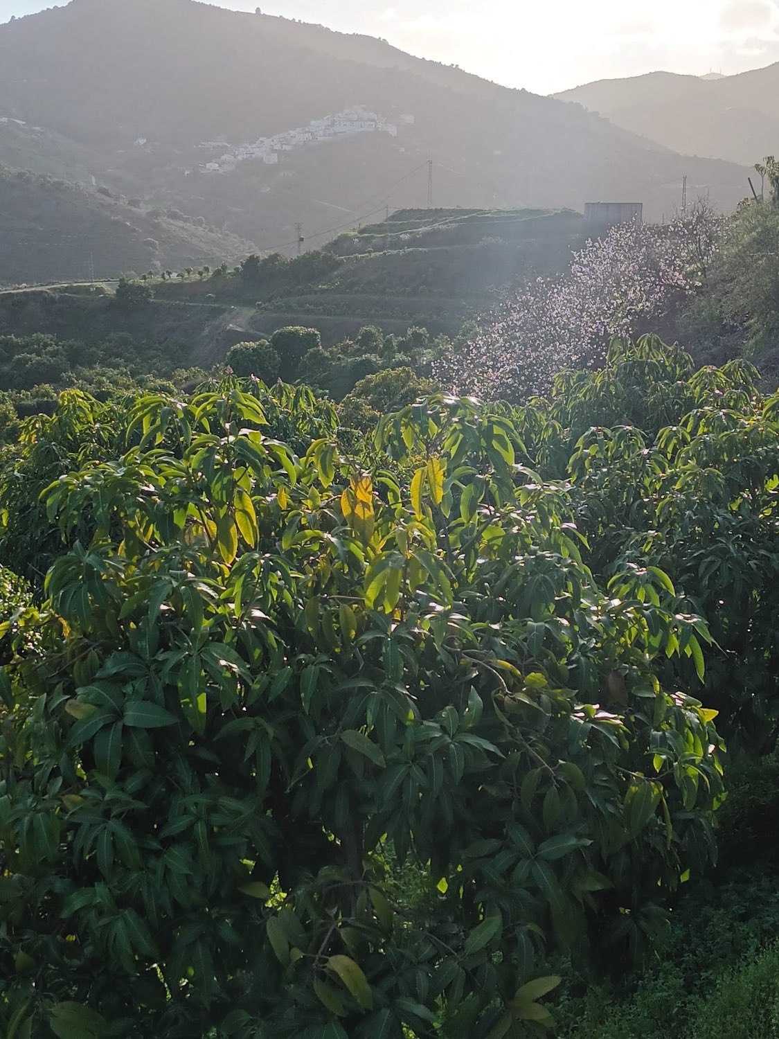 FINCA RÚSTICA EN PRODUCCIÓN CON CASA – OPORTUNIDAD ÚNICA EN CÚTAR (MÁLAGA)