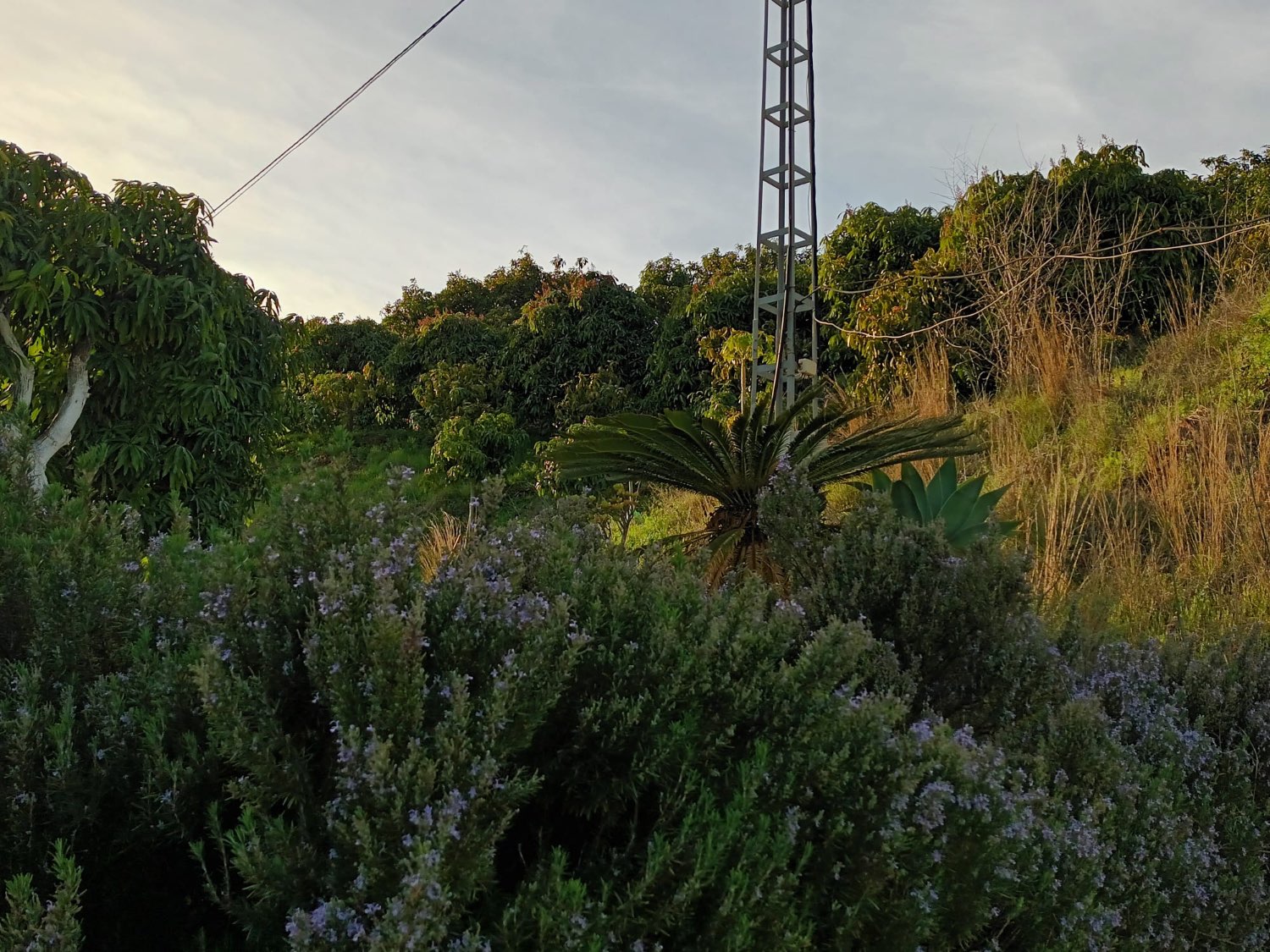 FINCA RÚSTICA EN PRODUCCIÓN CON CASA – OPORTUNIDAD ÚNICA EN CÚTAR (MÁLAGA)