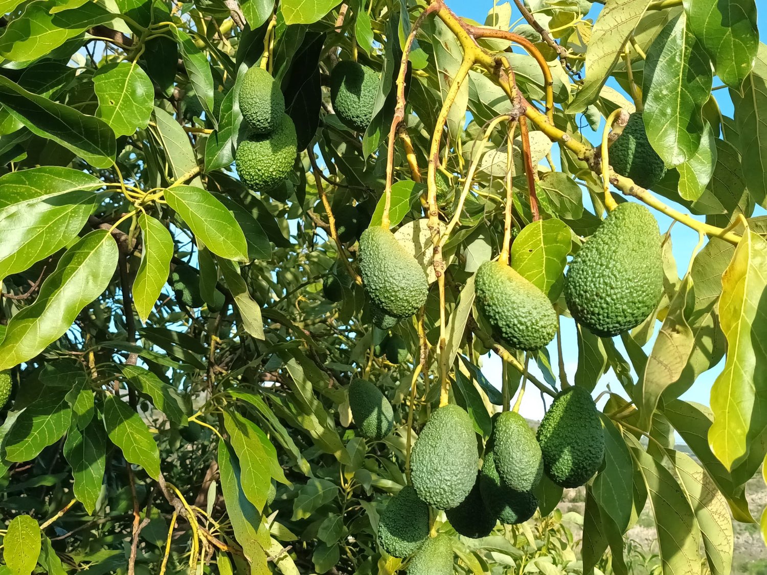 FINCA RÚSTICA EN PRODUCCIÓN CON CASA – OPORTUNIDAD ÚNICA EN CÚTAR (MÁLAGA)