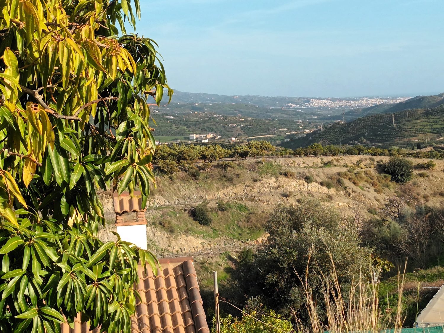 FINCA RÚSTICA EN PRODUCCIÓN CON CASA – OPORTUNIDAD ÚNICA EN CÚTAR (MÁLAGA)