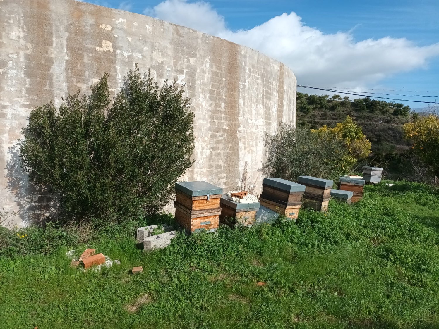 FINCA RÚSTICA EN PRODUCCIÓN CON CASA – OPORTUNIDAD ÚNICA EN CÚTAR (MÁLAGA)