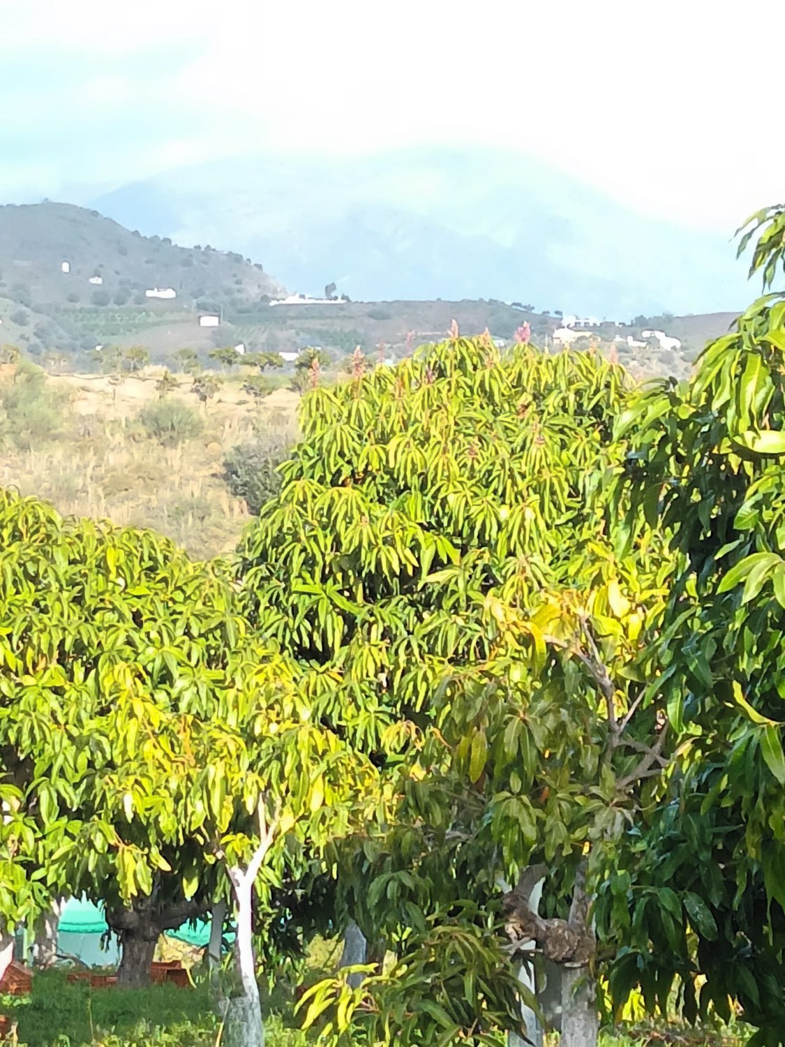 FINCA RÚSTICA EN PRODUCCIÓN CON CASA – OPORTUNIDAD ÚNICA EN CÚTAR (MÁLAGA)