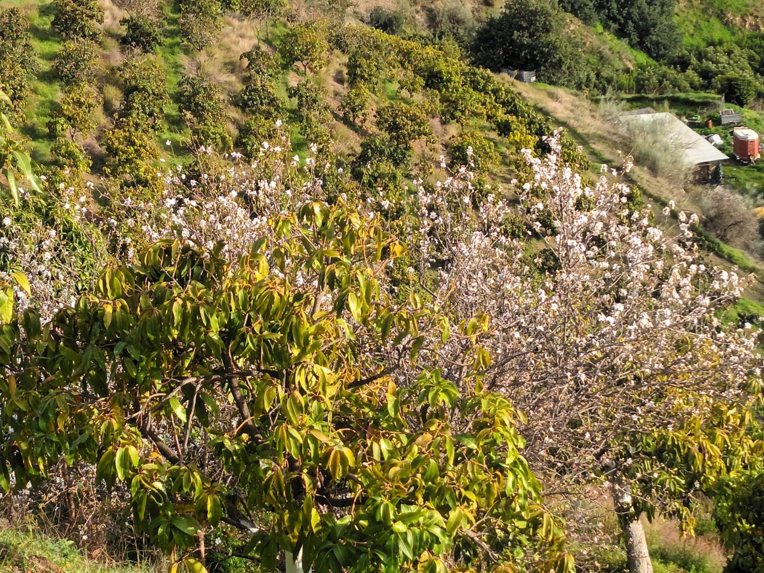 FINCA RÚSTICA EN PRODUCCIÓN CON CASA – OPORTUNIDAD ÚNICA EN CÚTAR (MÁLAGA)