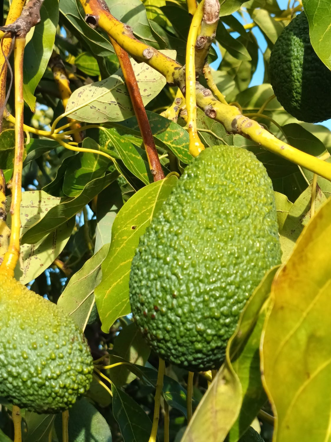 FINCA RÚSTICA EN PRODUCCIÓN CON CASA – OPORTUNIDAD ÚNICA EN CÚTAR (MÁLAGA)