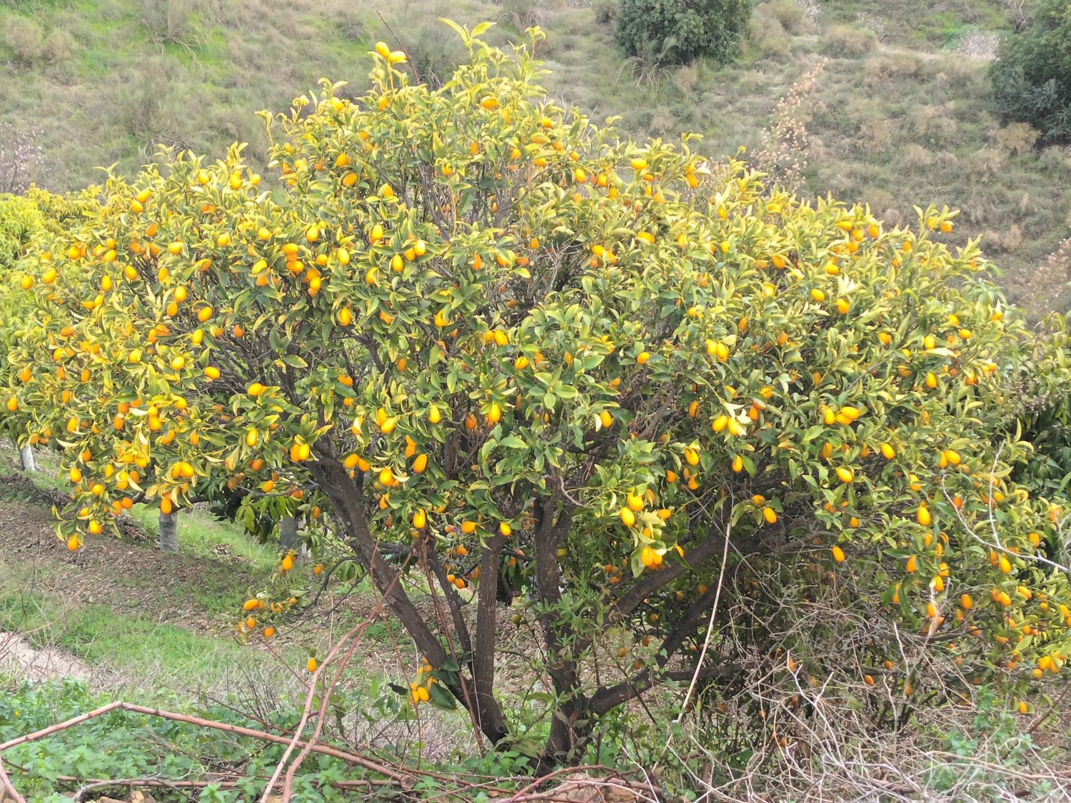 FINCA RÚSTICA EN PRODUCCIÓN CON CASA – OPORTUNIDAD ÚNICA EN CÚTAR (MÁLAGA)
