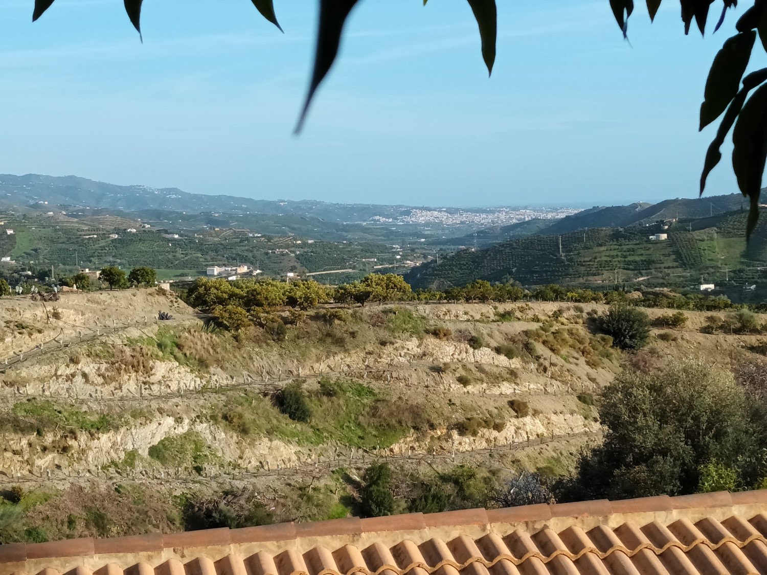 FINCA RÚSTICA EN PRODUCCIÓN CON CASA – OPORTUNIDAD ÚNICA EN CÚTAR (MÁLAGA)