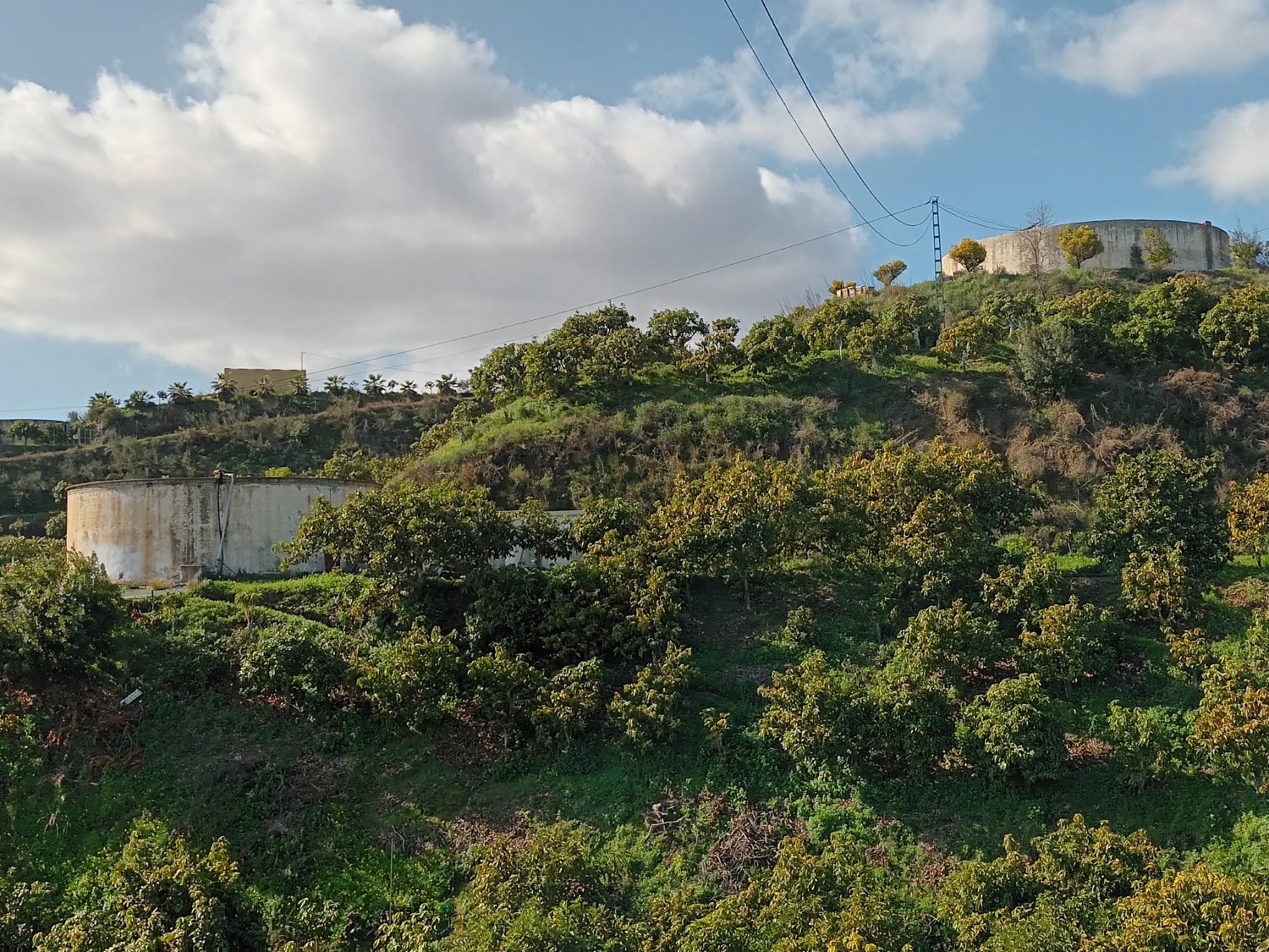 FINCA RÚSTICA EN PRODUCCIÓN CON CASA – OPORTUNIDAD ÚNICA EN CÚTAR (MÁLAGA)